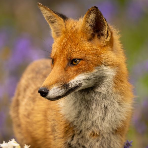 A happy fox