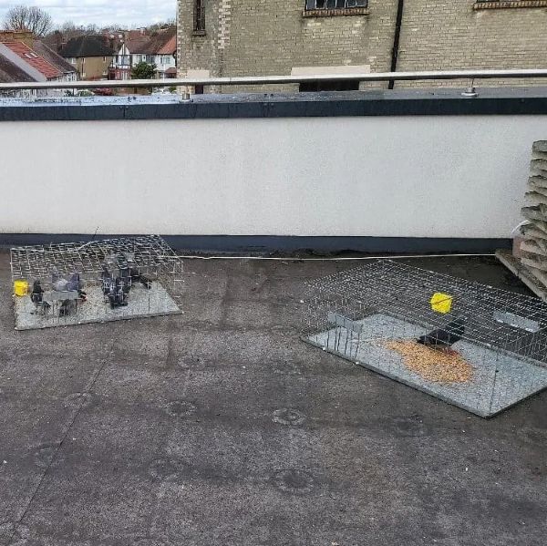 Bird trapping service in London