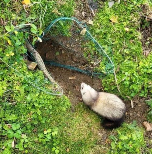 Working ferret used for traditional rabbit pest control
