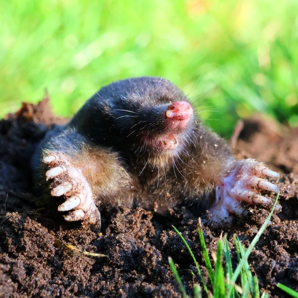 Mole pest control in gardens and lawns