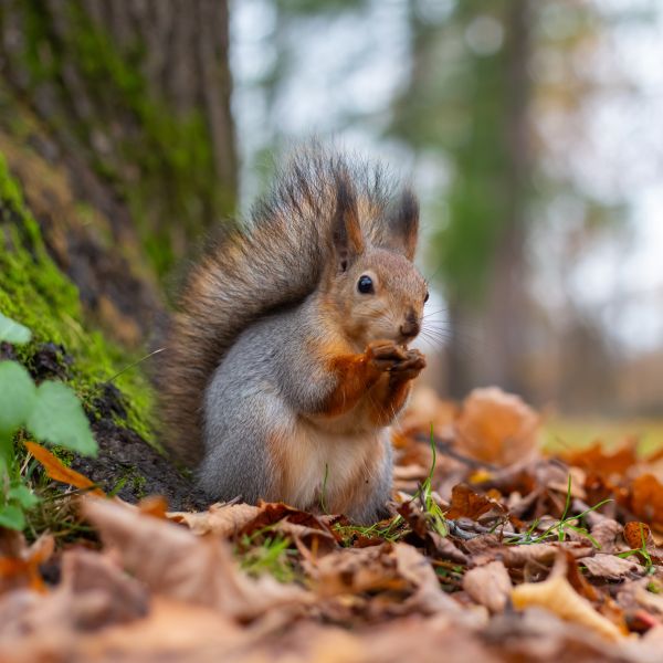 Squirrel Pest Control in Kent