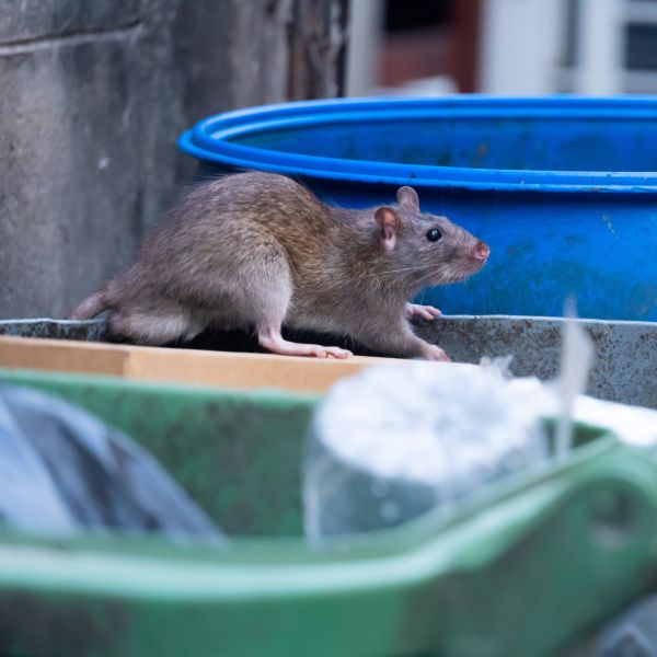 Rodent prevention using secure waste bins