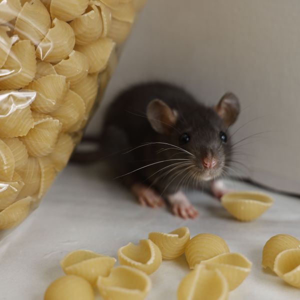 Rodents and food contamination - home, restaurants, cafes and food-handling environments